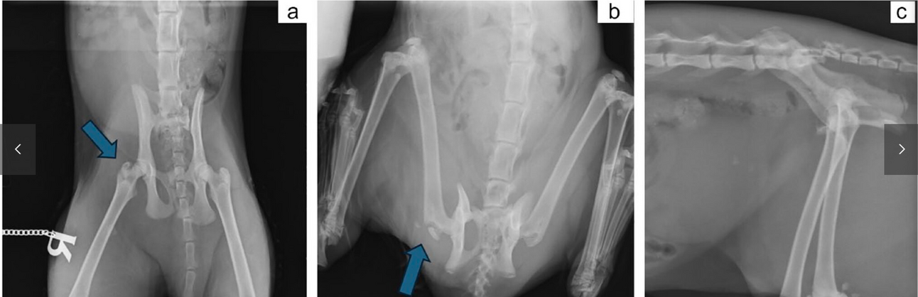 Feline Trochanter Fractures: Rare, Traumatic, and Often Missed on Standard Radiographs