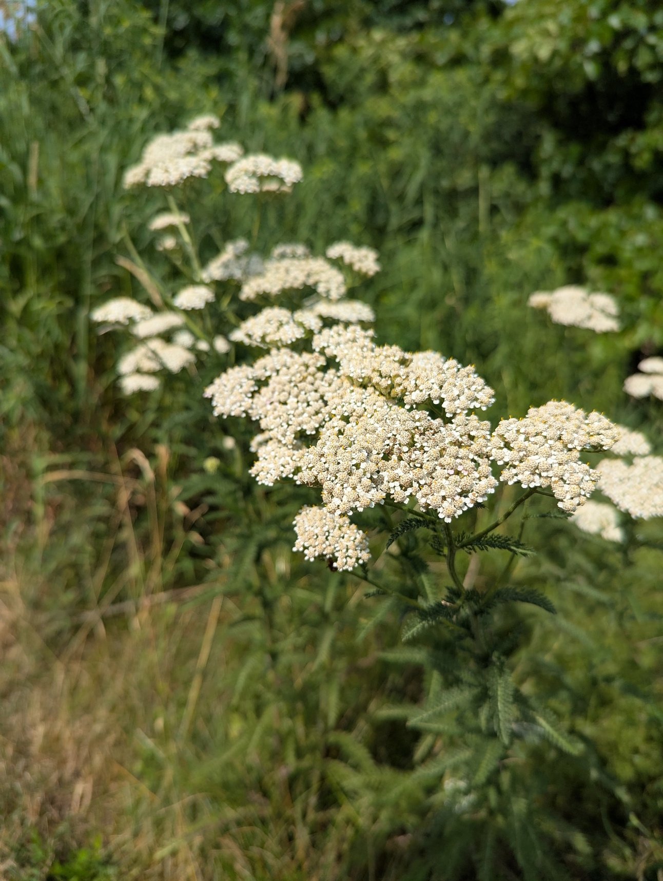 Yarrow