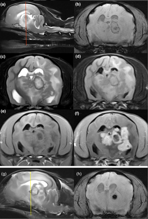 Cladophialophora Brain Infection in a Young Dog Mimics Tumor on MRI