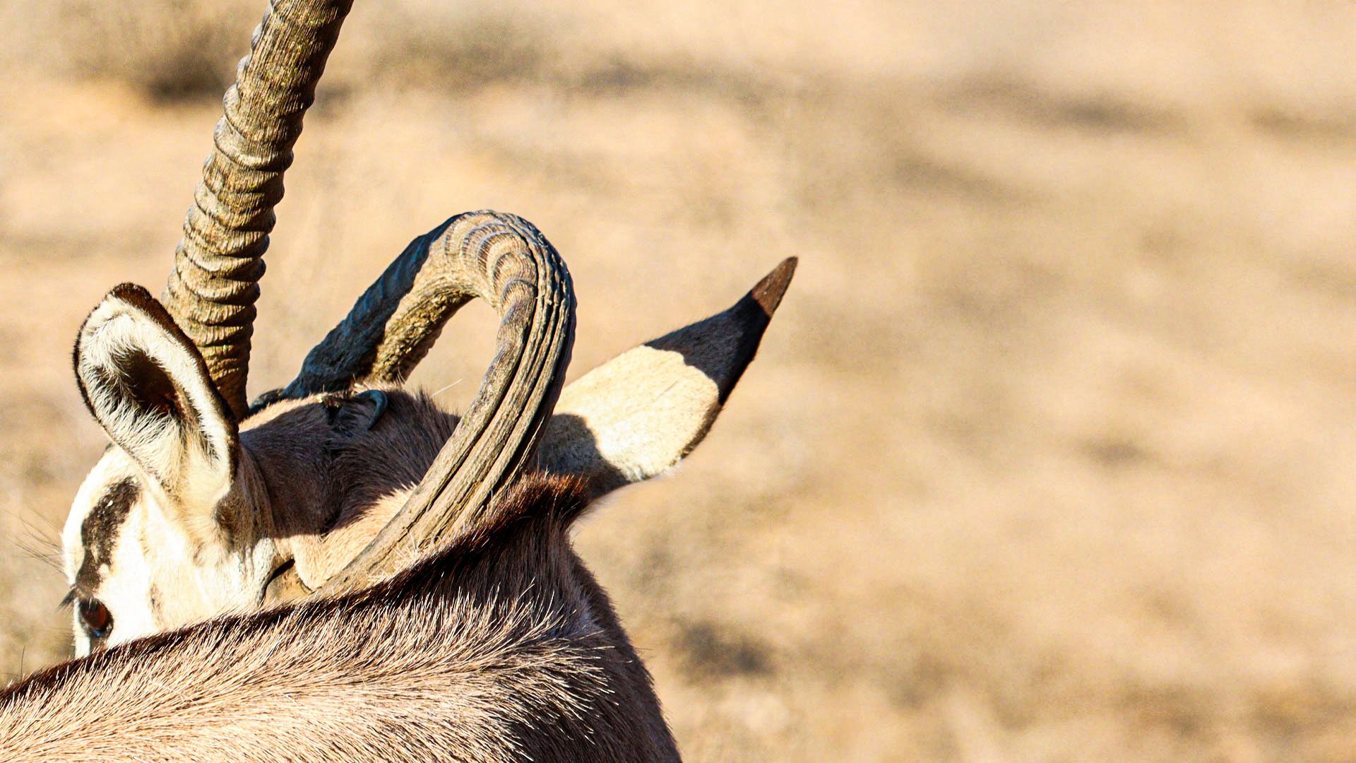 Gemsbok Walks With Horn Piercing Neck