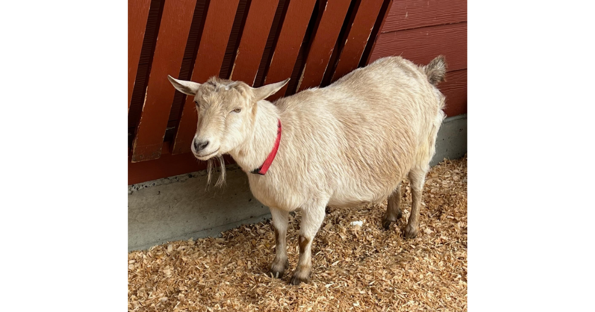 No Quiet November Here: Giant Tires, Cozy Animals & 23 Events