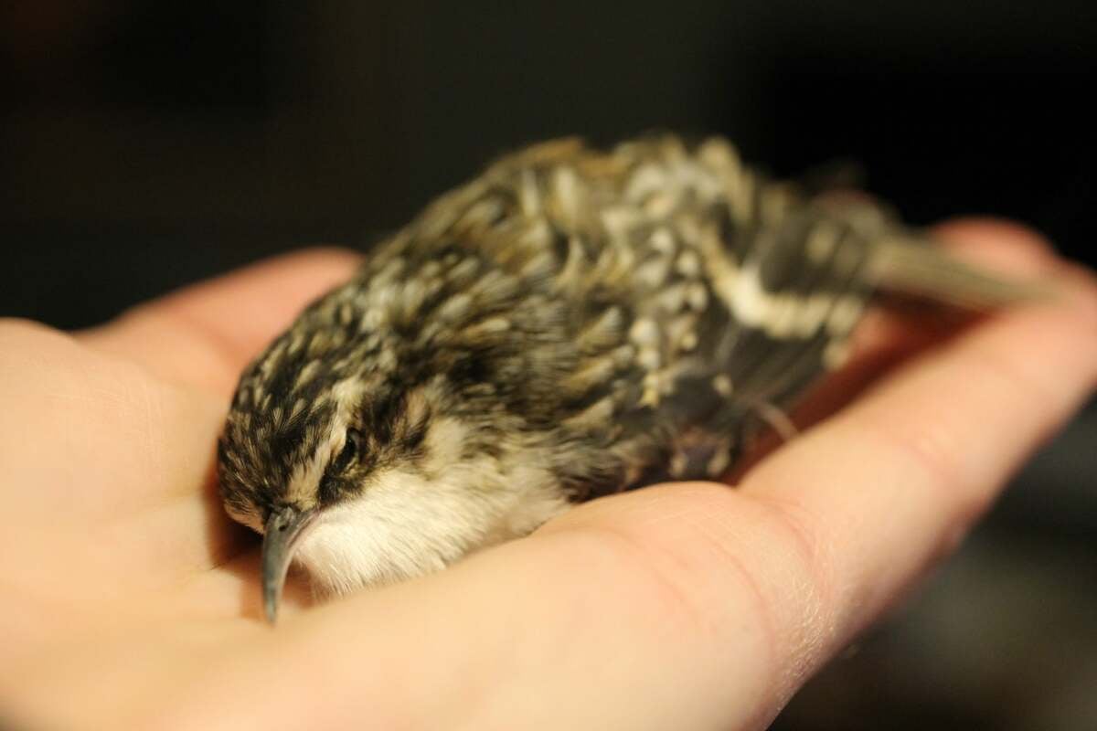 Calgary group pushing for more awareness of bird-friendly windows