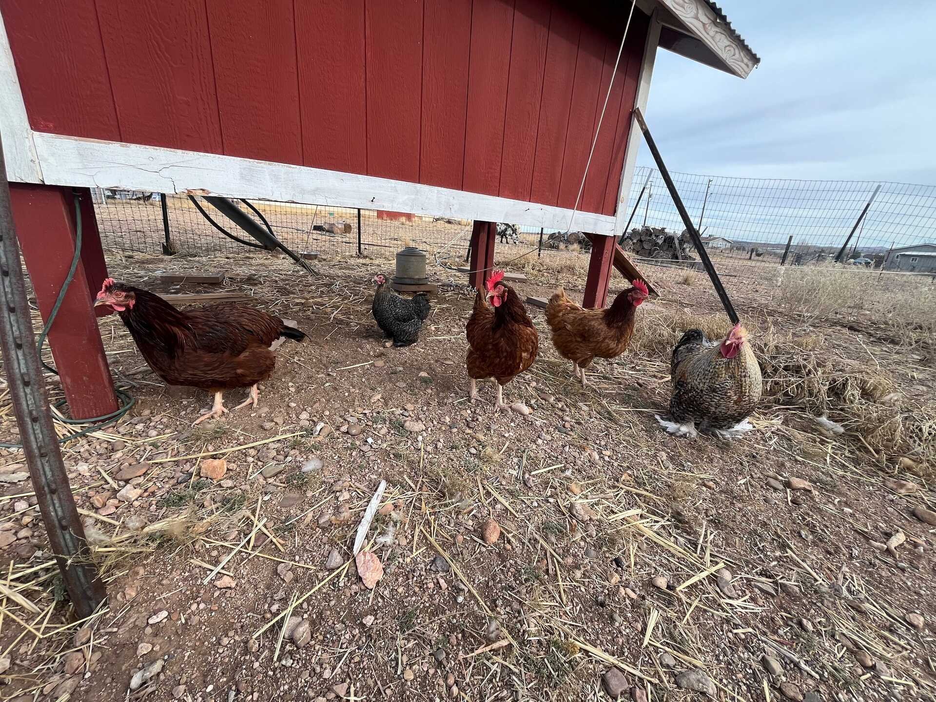 Living With Egg on Your Face