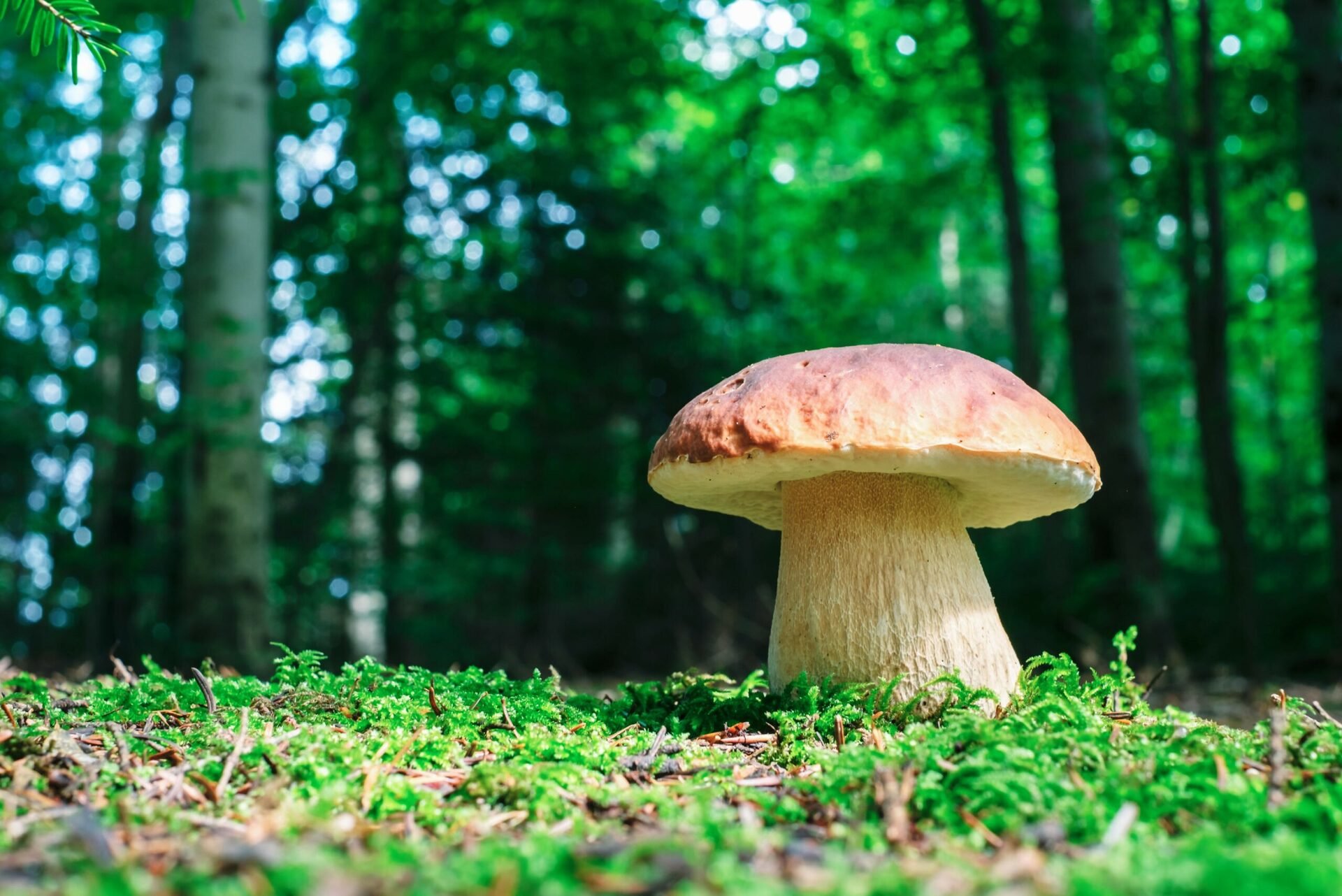 Using Mushrooms to Clean Hunters Point?