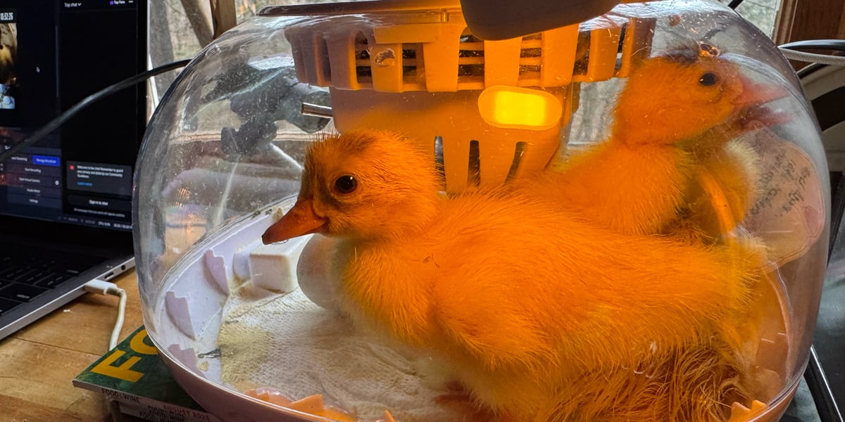 ๐ด Final 2 Hatches! Happy Easter ๐ฅ๐