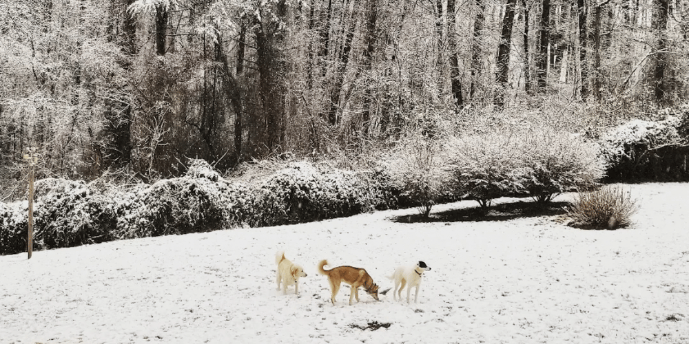 A Yard That Gives Back 🐾