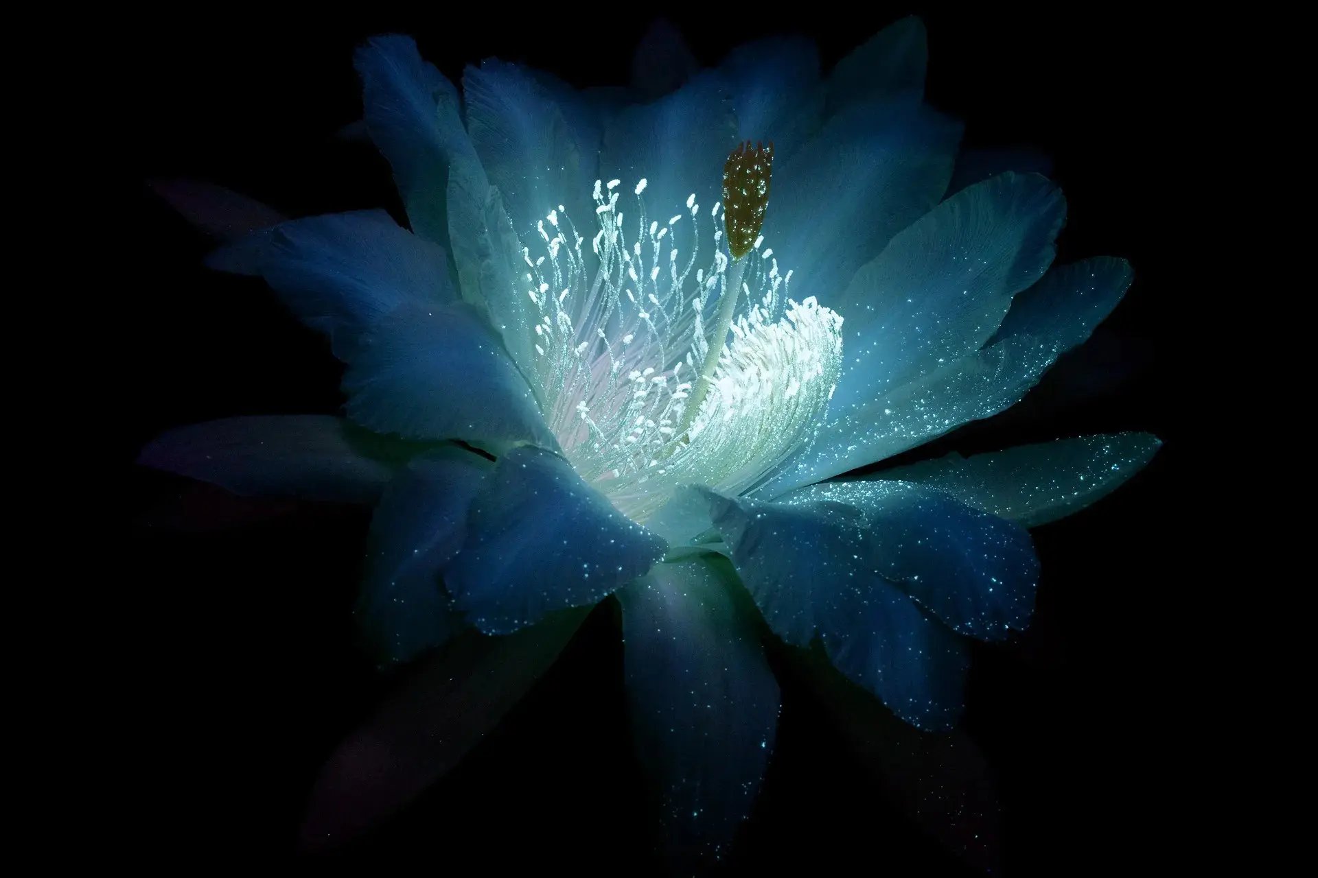 Stunning Flowers Seen in Ultraviolet Light by Craig Burrows