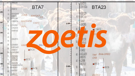 Zoetis’ Next Step in Cattle DNA Data Aggregation
