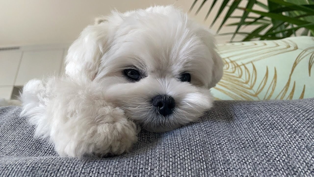 Interview with Woofya team: Why a Personalized Approach is Essential for My Little Dog Milly—And Me