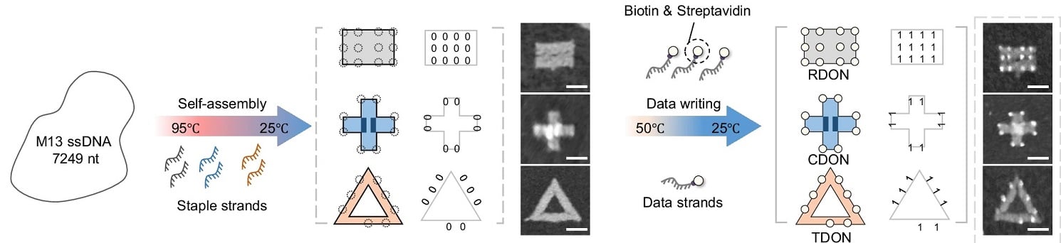 Molecular Hard Drives: DNA Origami Rewrites Data Storage!