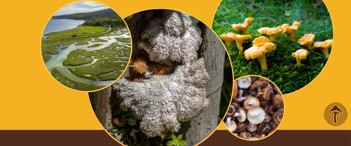 Veterans Heal, Rivers Recover, and Mushroom Blends May Be Better