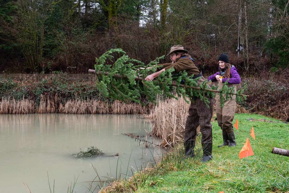 PHOTOS: A late Christmas present for Fraser Valley goats and frogs