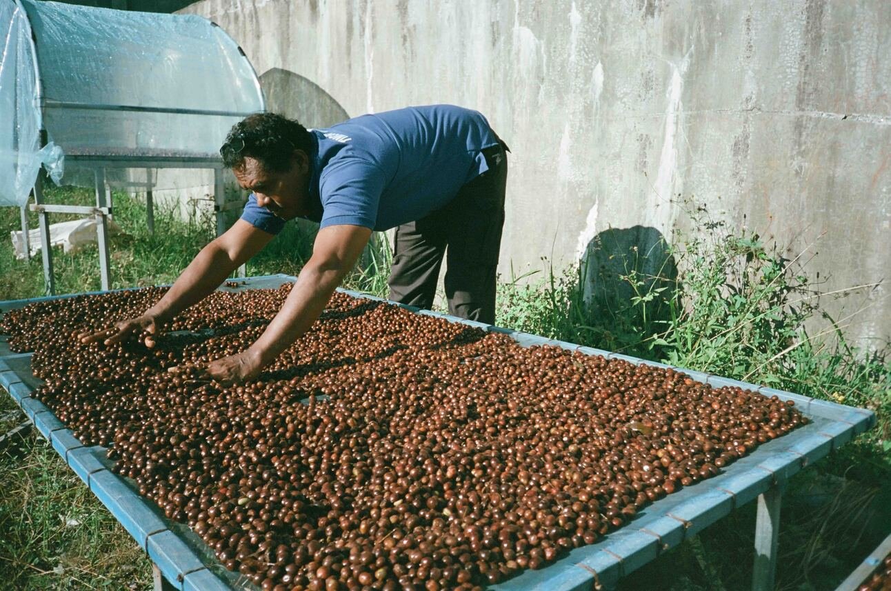 Behind the Beans: Timor Leste’s Coffee Journey 🌿