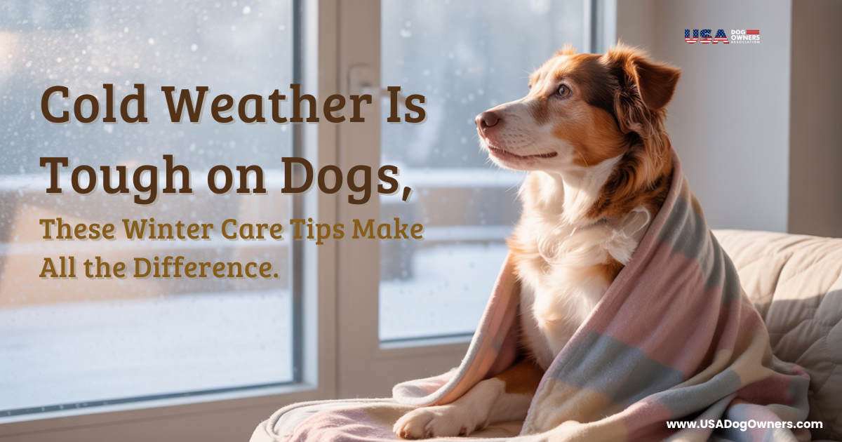 ❄️ Cold Weather Is Tough on Dogs, These Winter Care Tips Make All the Difference