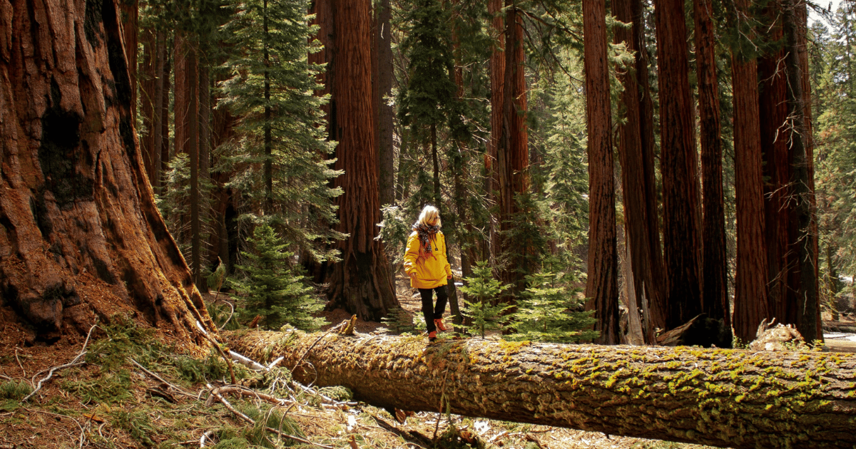 This World Wildlife Day, Try Forest Bathing