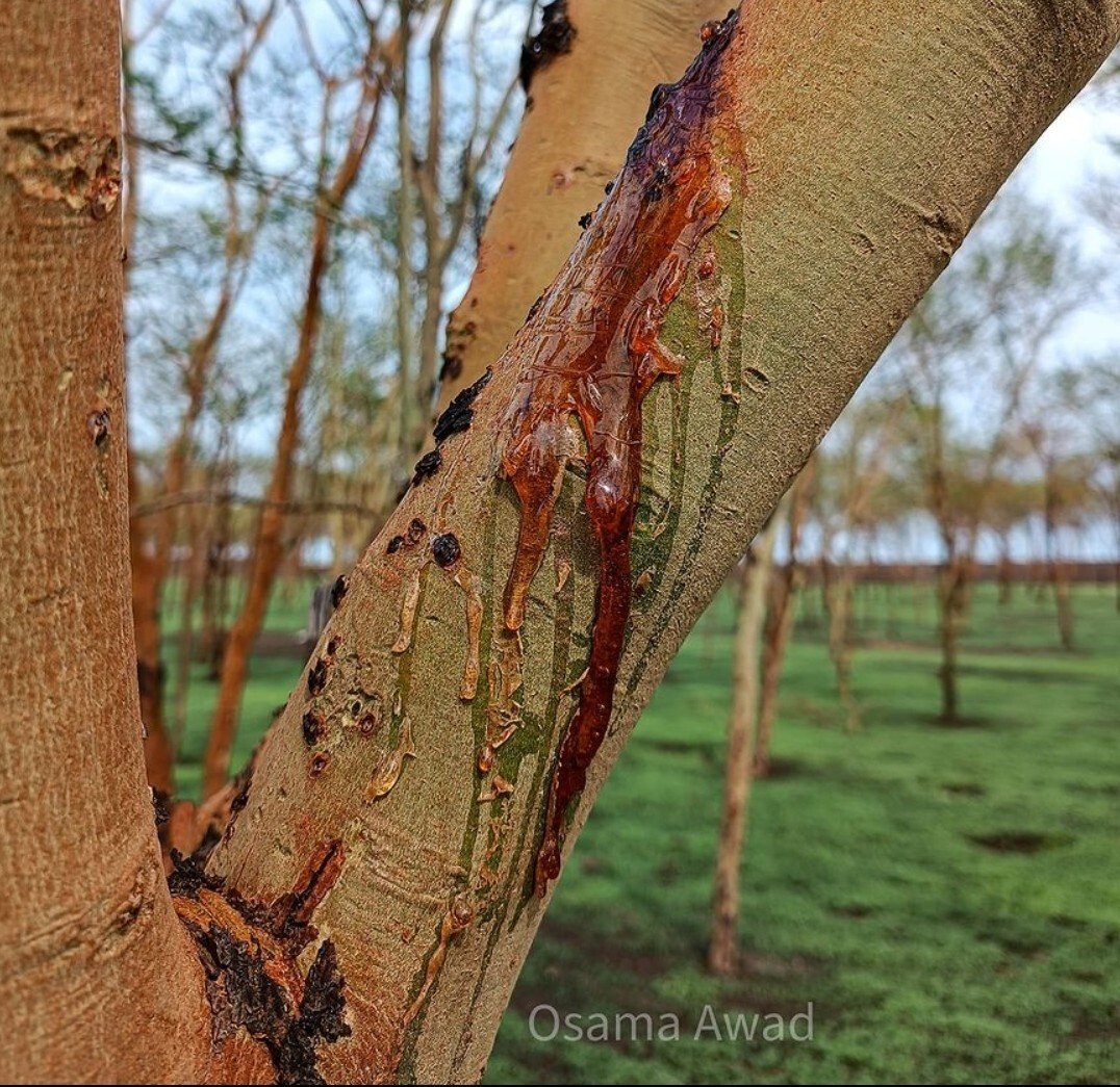 Sudan Croc Dispatch 🐊  22: Rising Phoenix