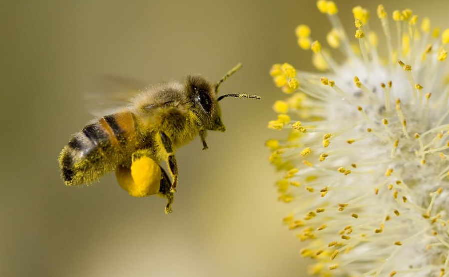 Nature Positive Practices