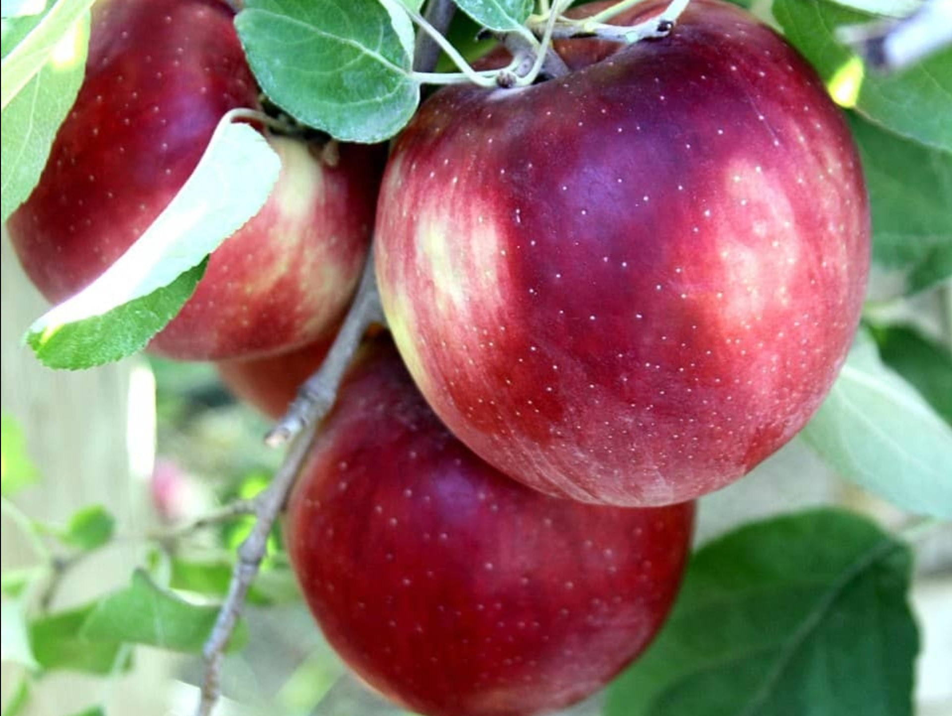 Portland Grocery Deals (Dec. 10-16): $1.99 Free-Range Eggs + A Dinner Club Proposal