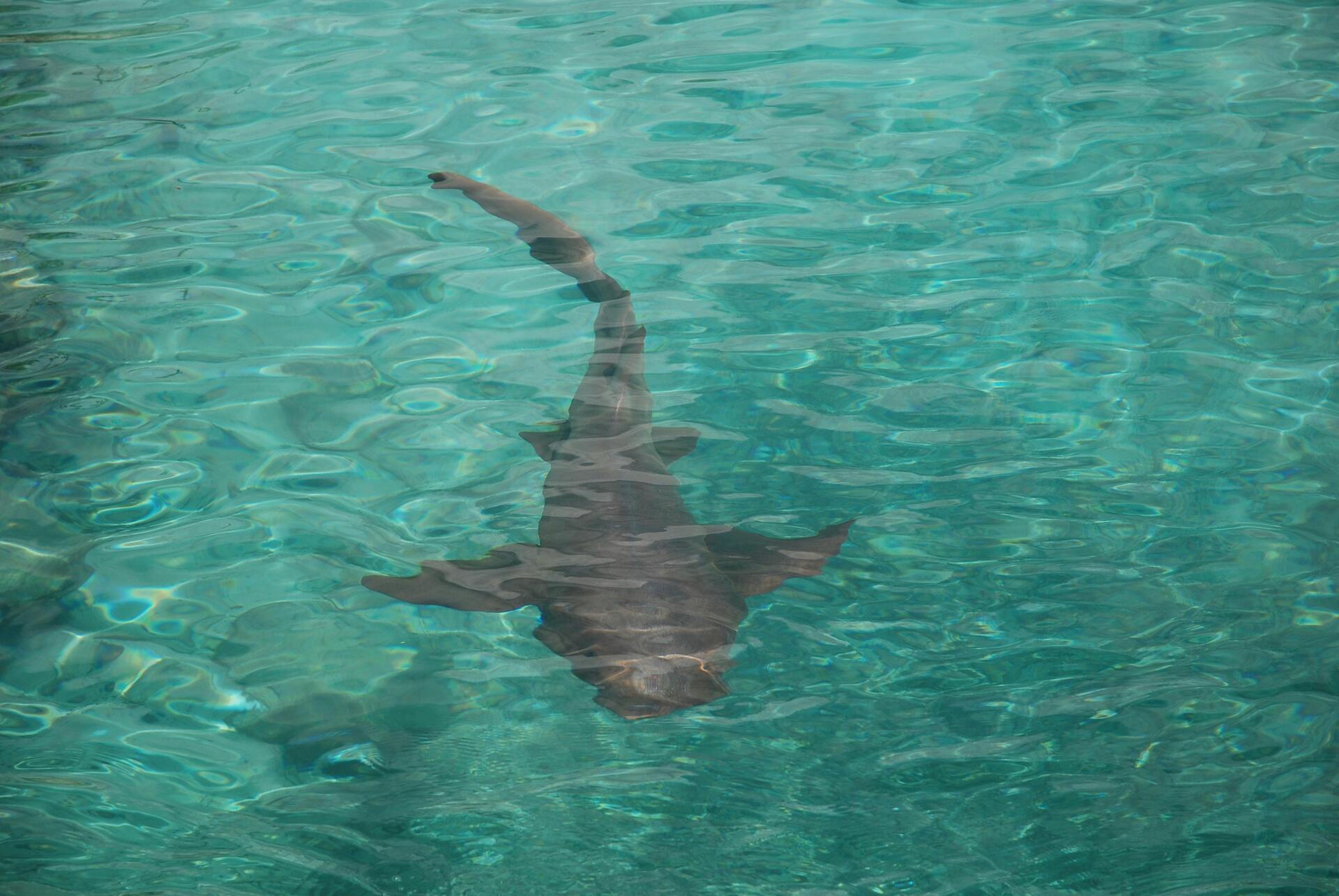 We Know Better..... So, Why Can't We Stop?