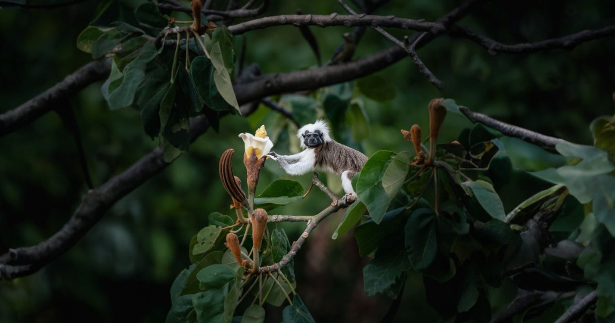 Community Reforestation Spurs Cotton-top Tamarin Recovery in Northern Colombia