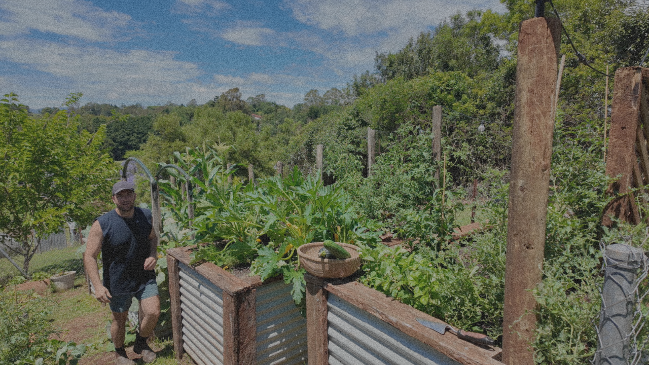 The Garden at 41 Days
