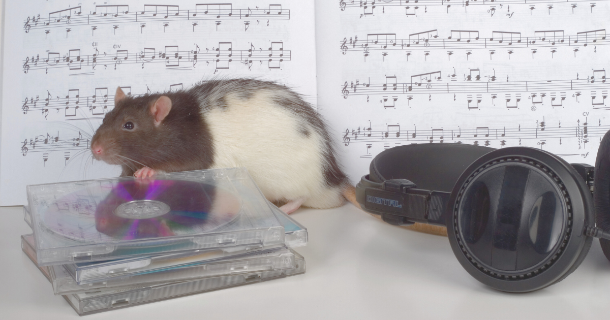 Amateur to Audiophile