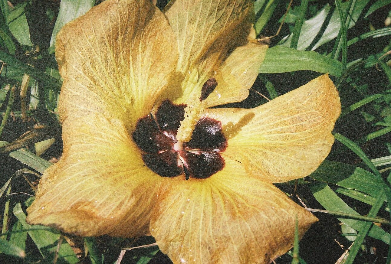 Spread Aloha to LA, to the World