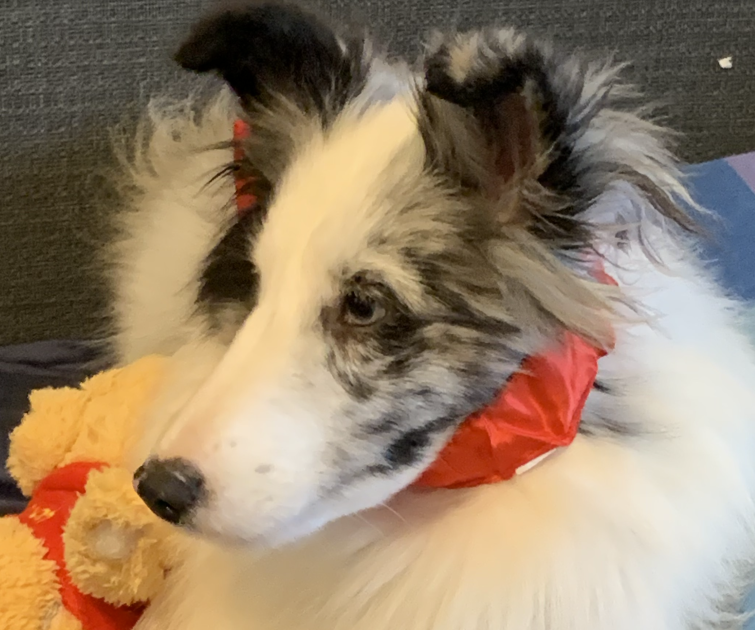 I Don’t Fall for Bad Treats.