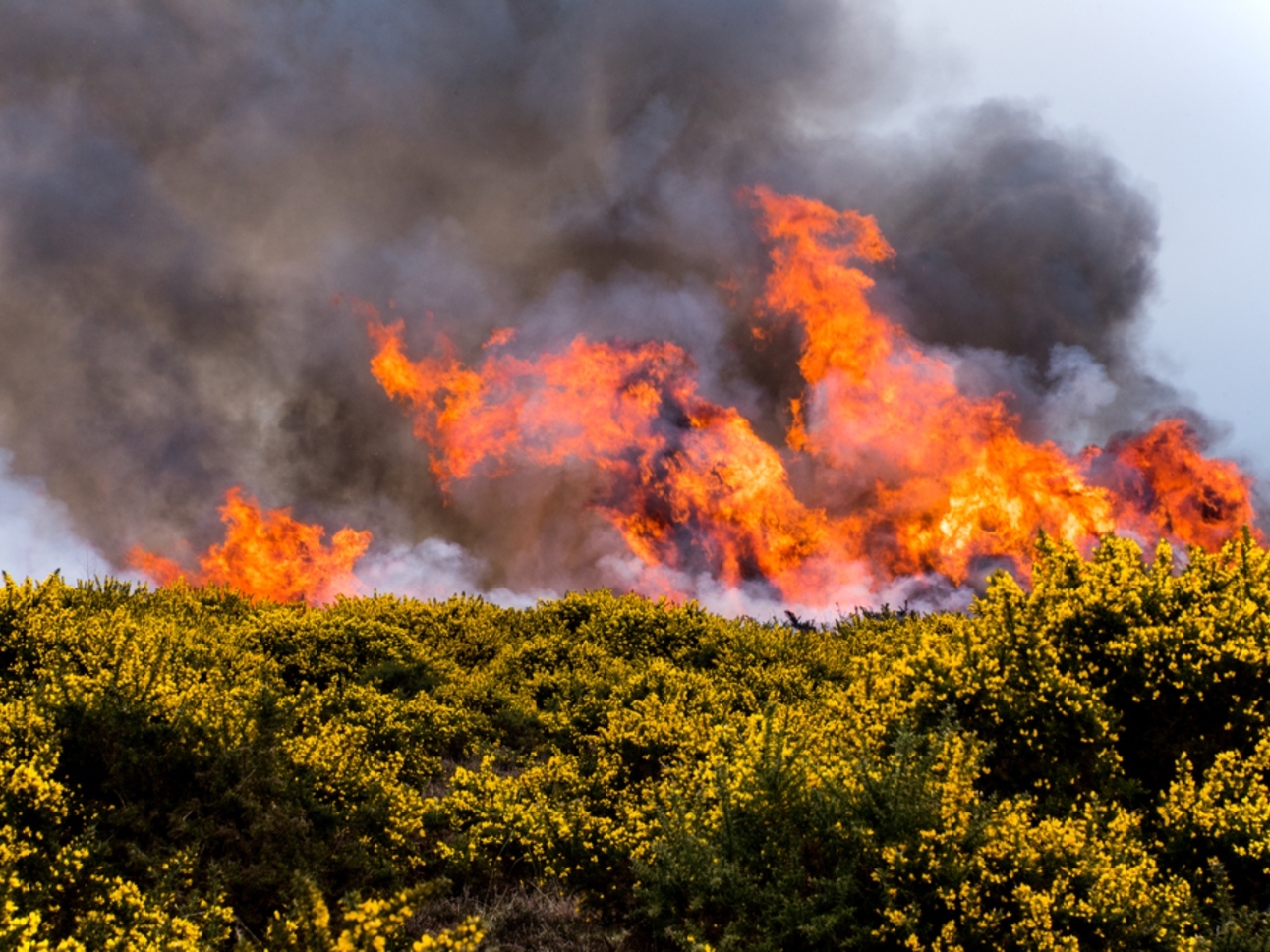 134 - Britain's wildfire crisis