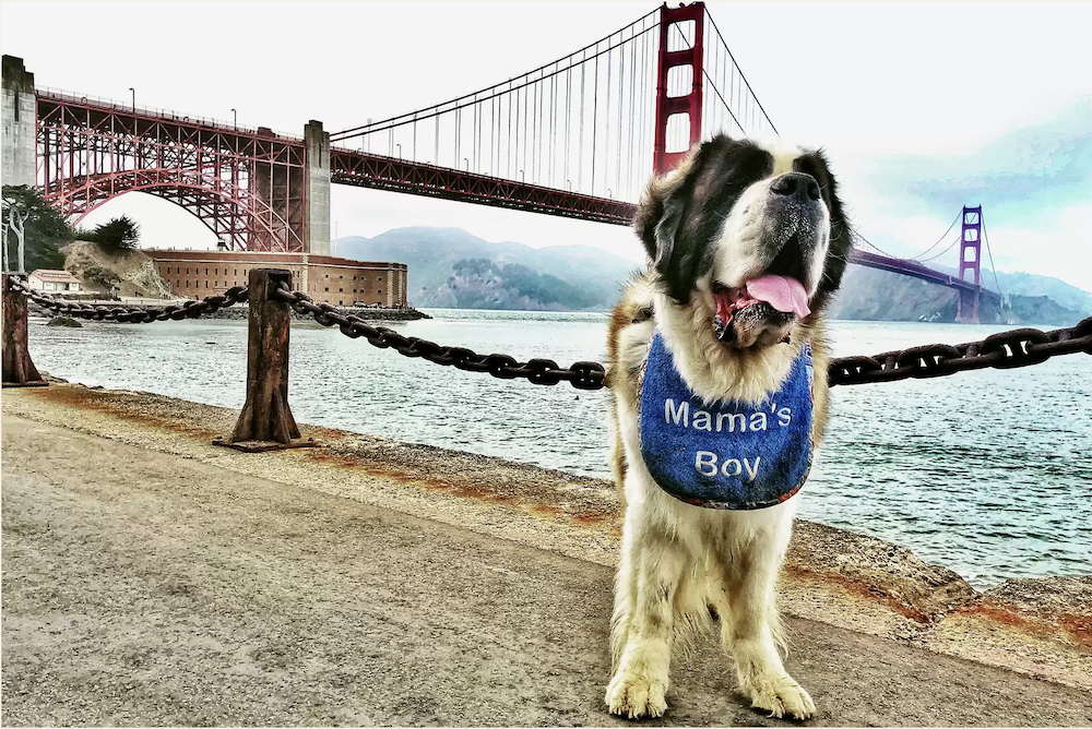 San Francisco’s Dog Obsession Has Gone Too Far