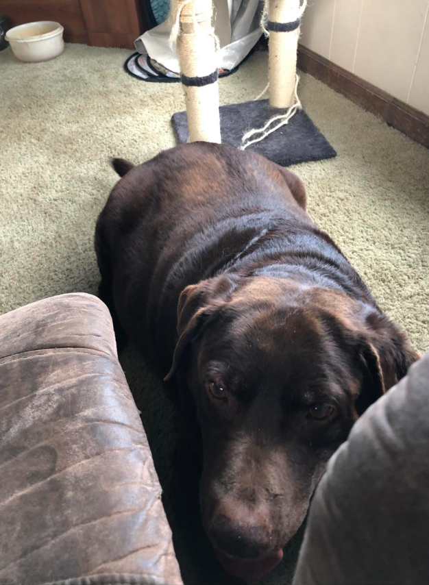 🐶❤️🐶 Holiday Treat Recipes For The Pups In Your Life  🐶❤️🐶