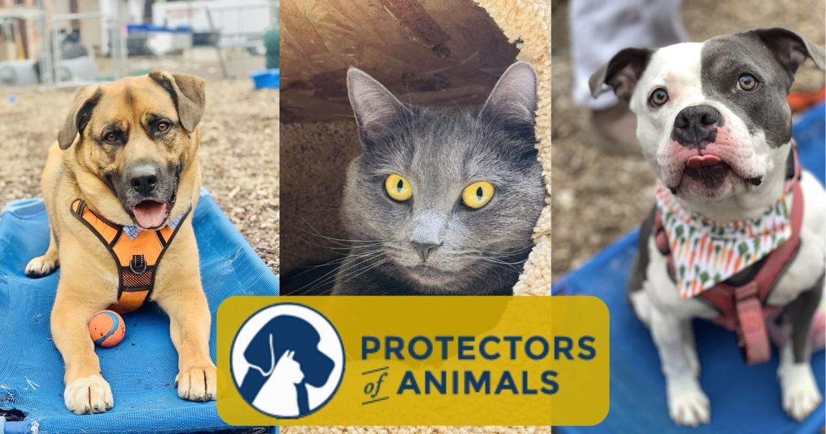 Fur Babies & Ferraris: Protectors of Animals + Sunday’s Chrome-Fueled Dreamfest