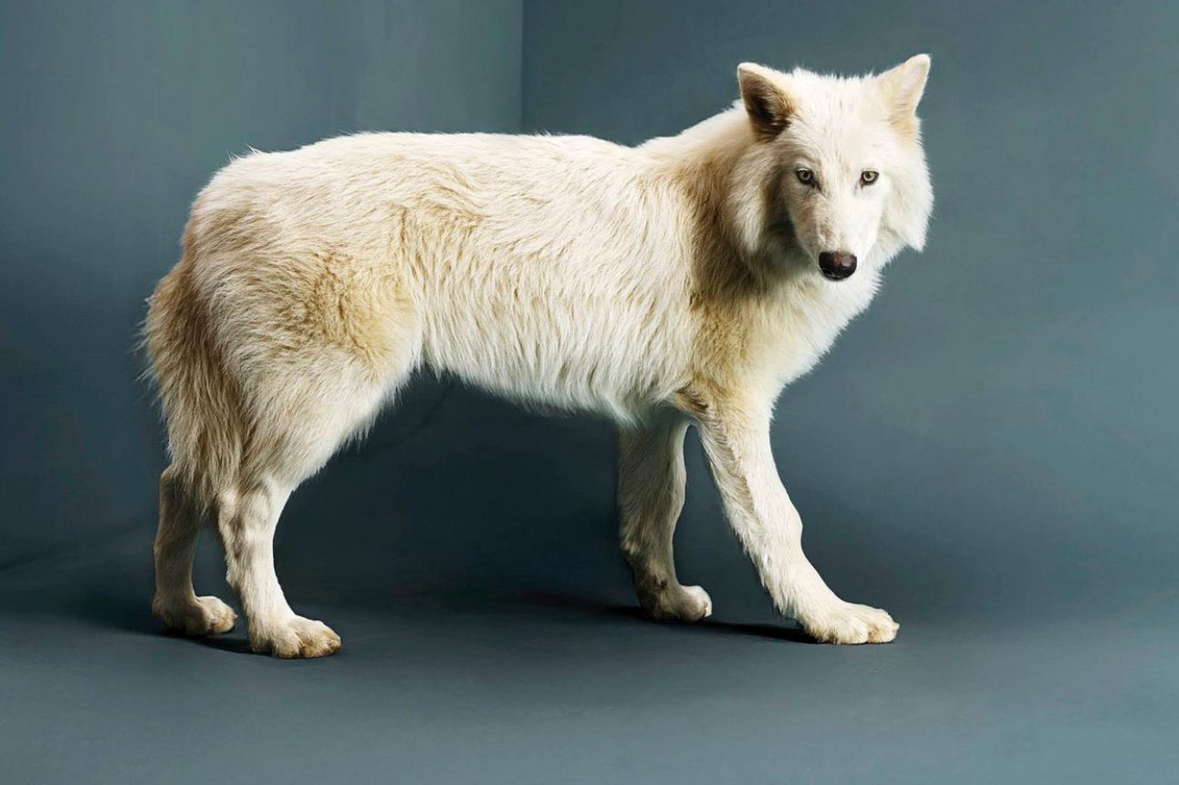 Sí, han traído de vuelta al lobo terrible