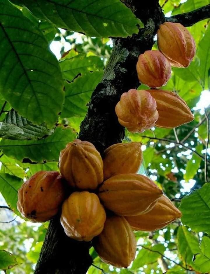 Abkraig Dispatch🐊32: Shanyraks Over the Horizon