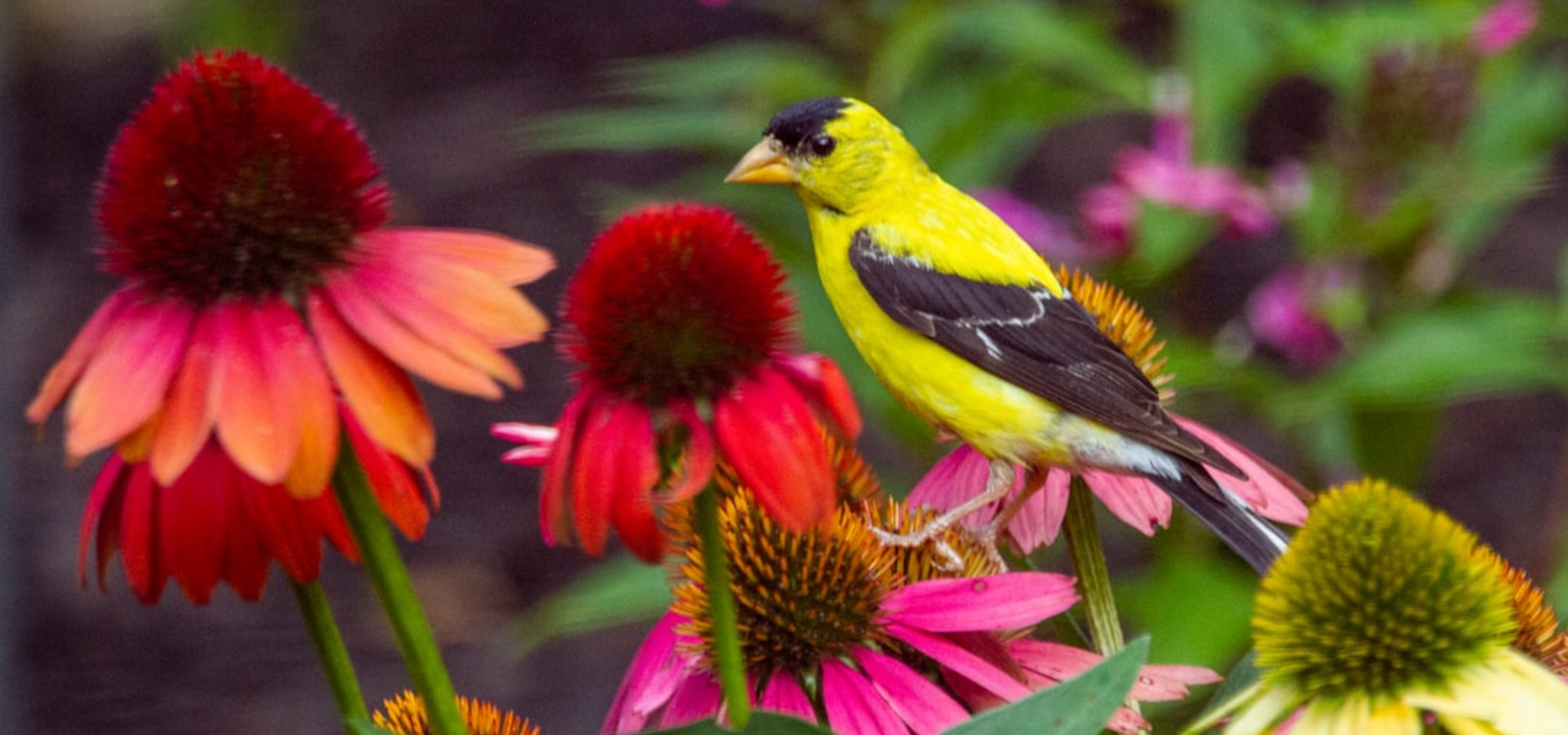 How the Cornell Lab of Ornithology turned $400K into $4M