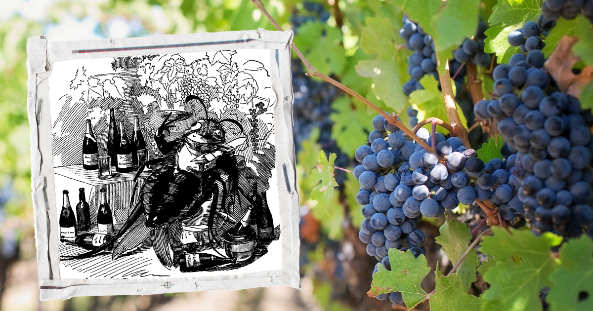 how America saved French wine