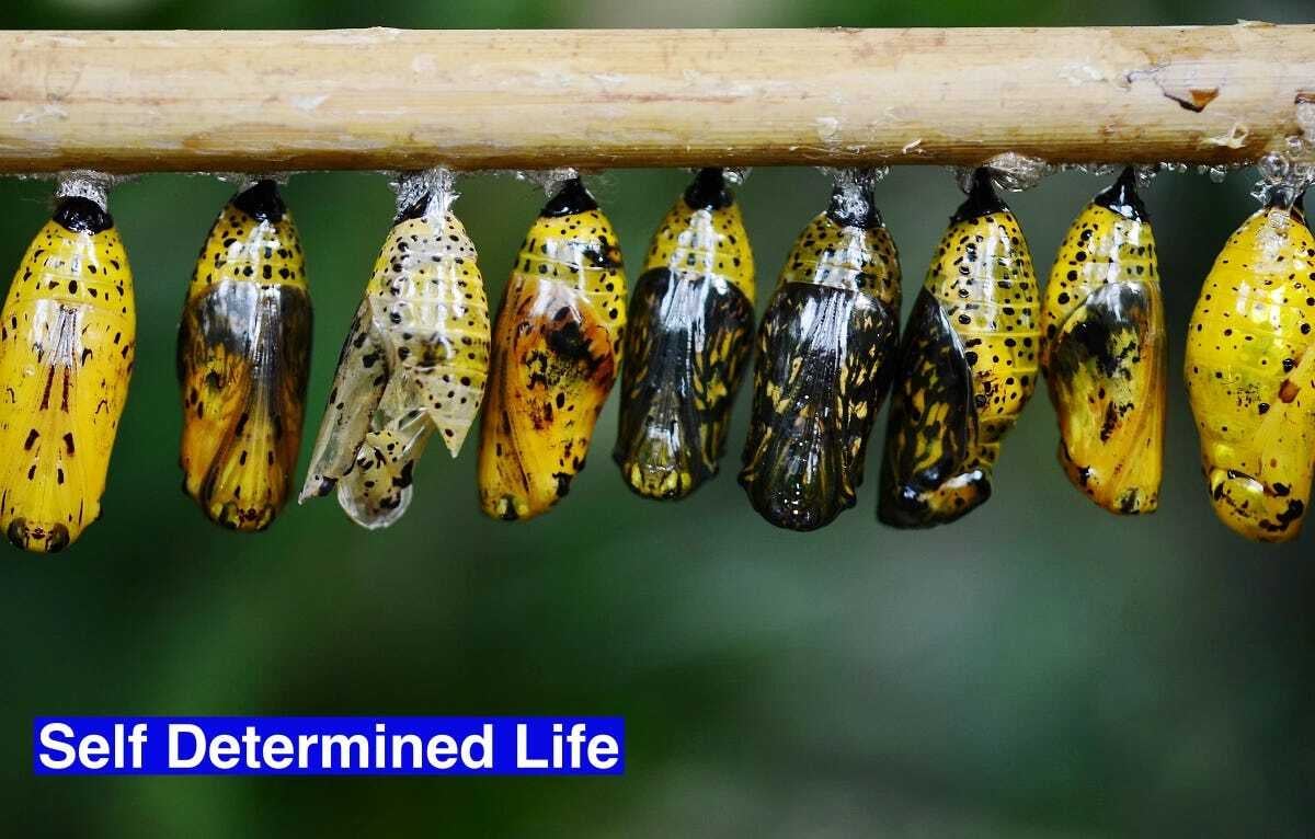 The transition model of change: understanding the change process over time