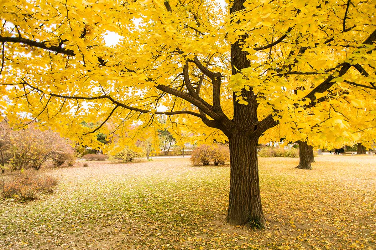 The beauty of ginkgo trees 💛