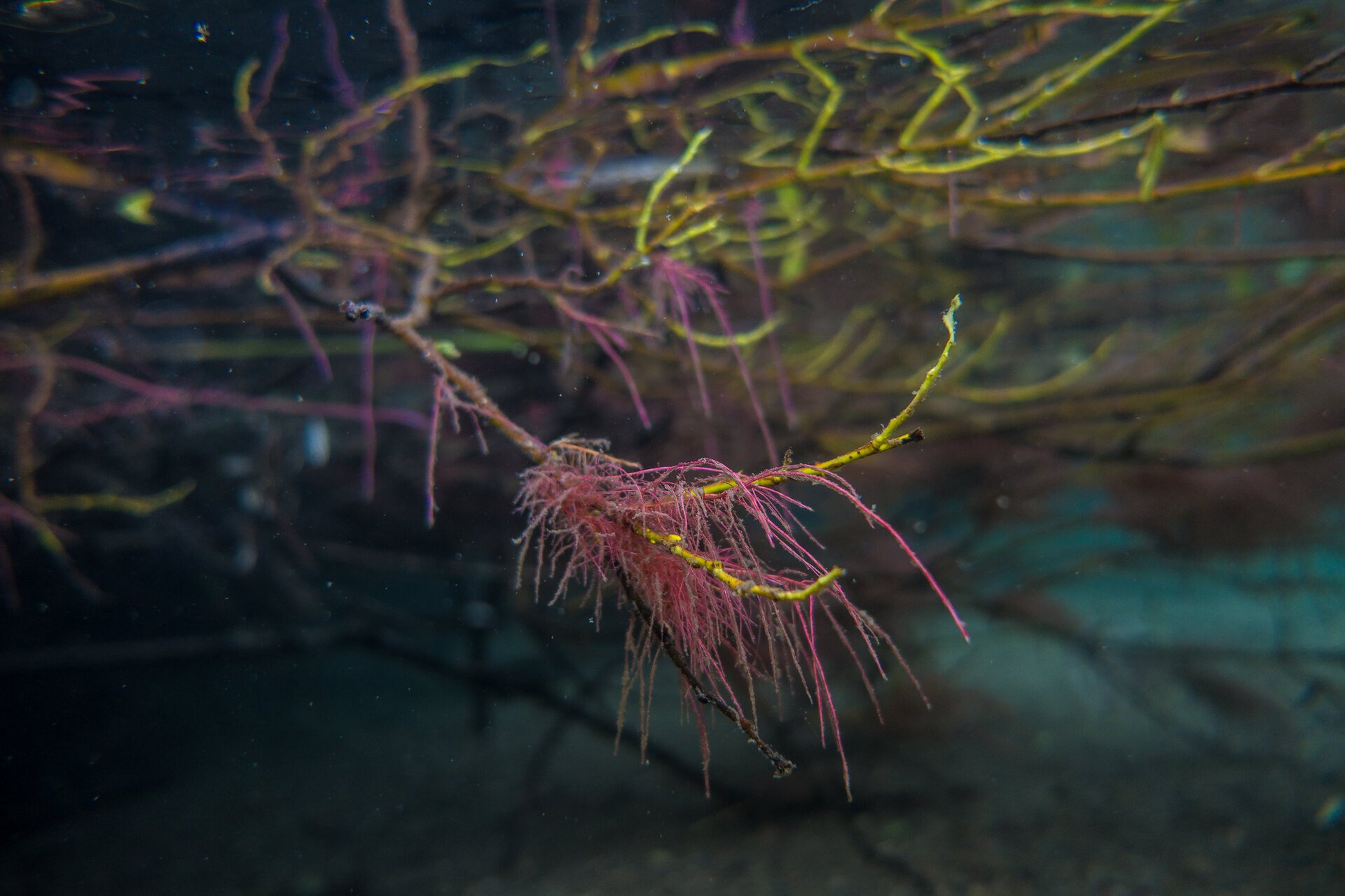 Willows + Revisitations