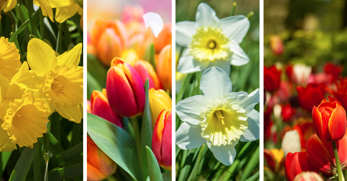 Tulips, more tulips, and a Clown named Scruffles: What's up in April