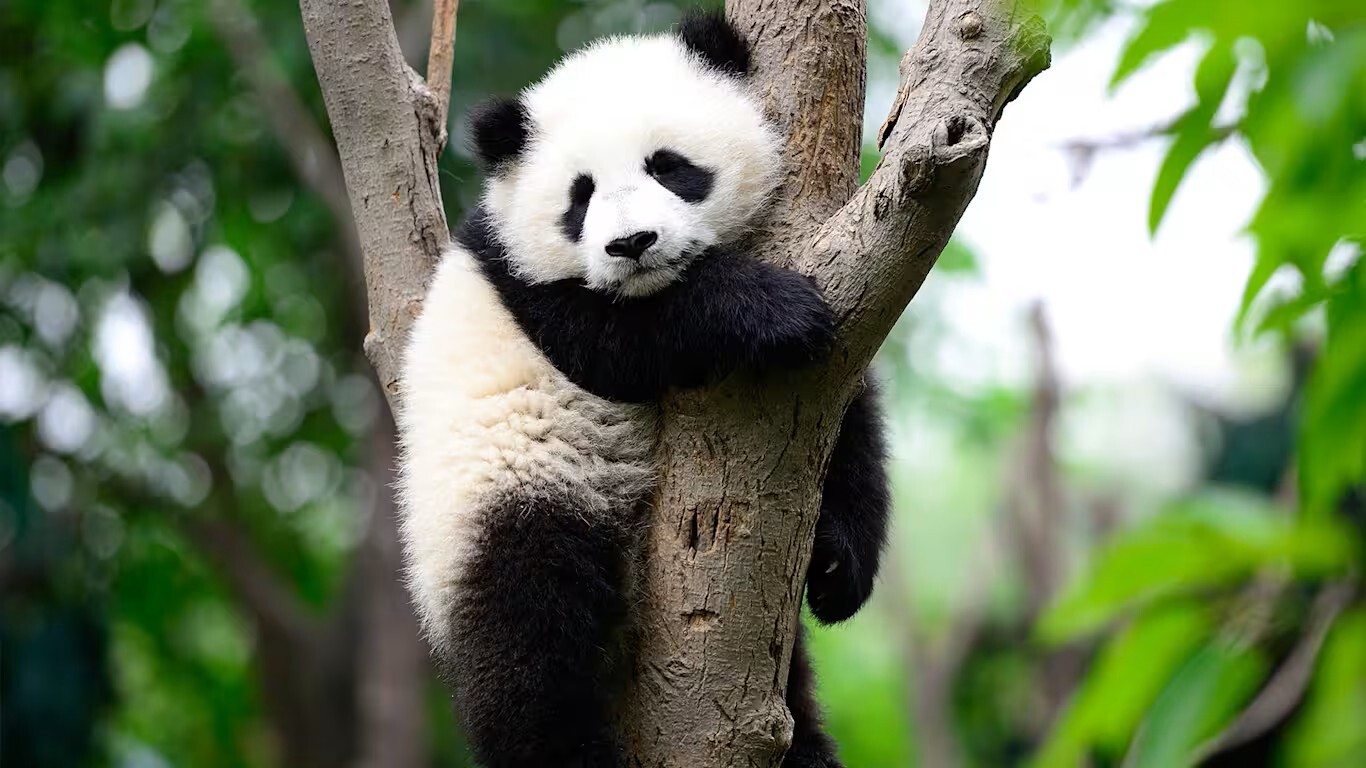 what we think about when we think about pandas (Ailuropoda melanoleuca)