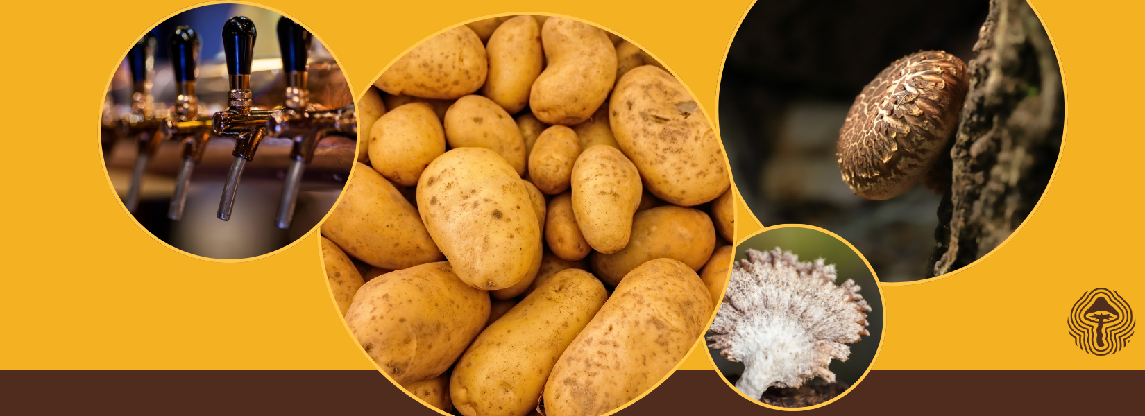 Better Insulin, Stronger Extracts, and Fungi for Flavor