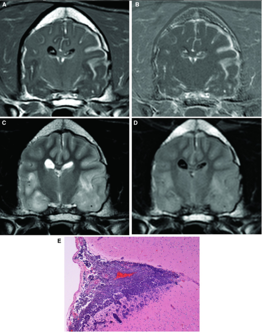 Can MRI Really Spot Canine Meningeal Disease? A Look at Accuracy vs. Histology