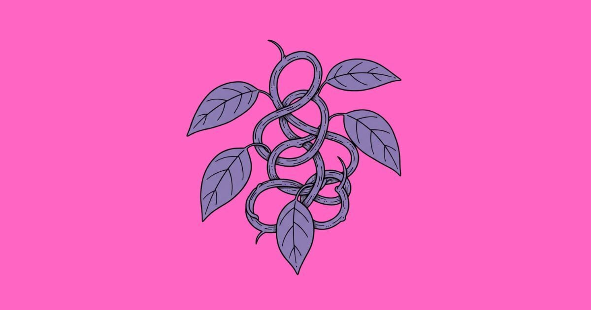 Plantas Visionarias – Ayahuasca