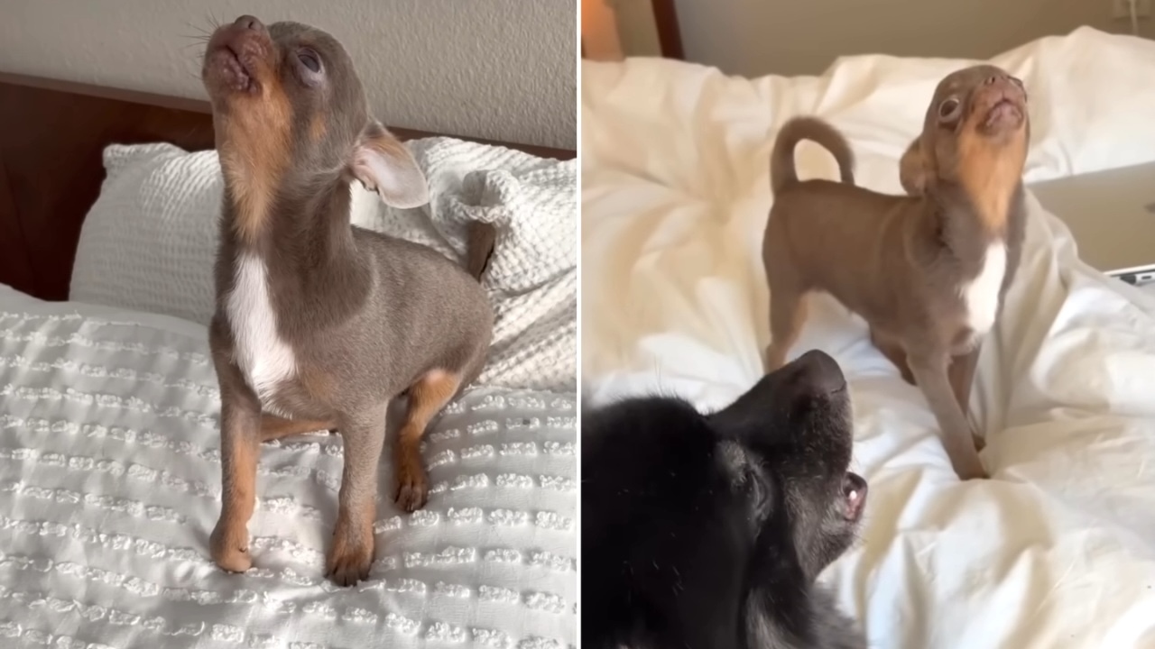 Chihuahua Learns to Howl In Order to Become Friends With Husky Brother