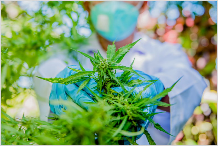 What Your Weed Order Says About You