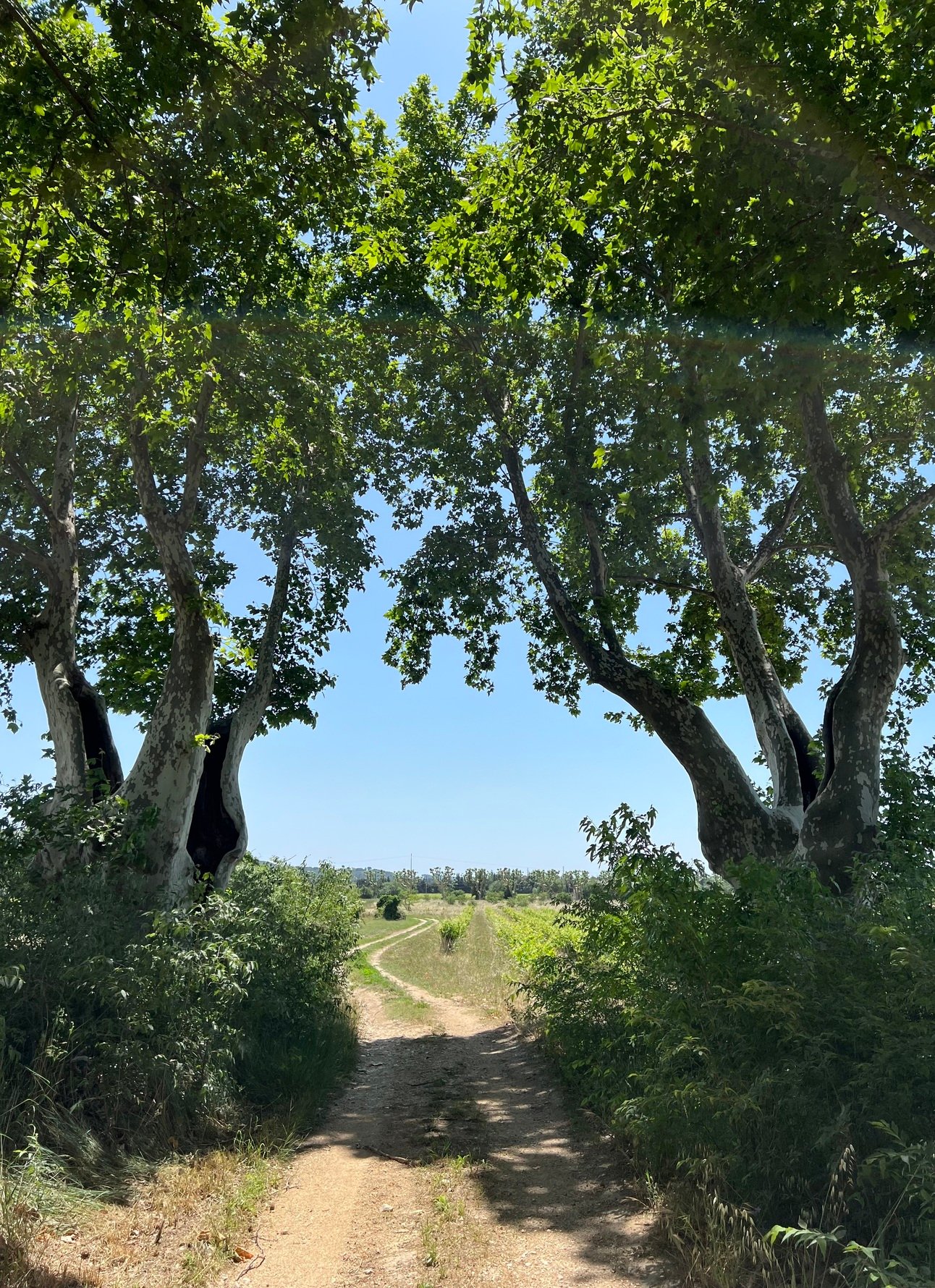 🪵Make like a tree...and get out of here!