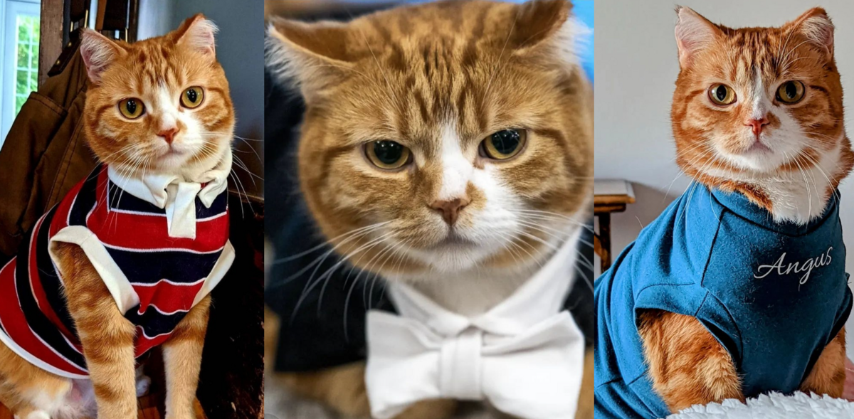 From domestic abuse survivor to runway model: Angus the cat shows off his custom-made clothing on social media while raising awareness