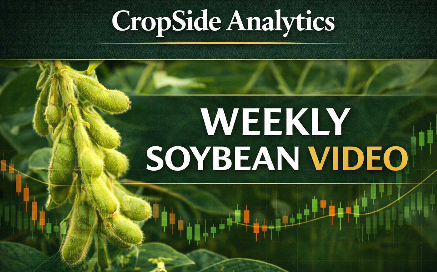 Soybean Video 2-27-2026
