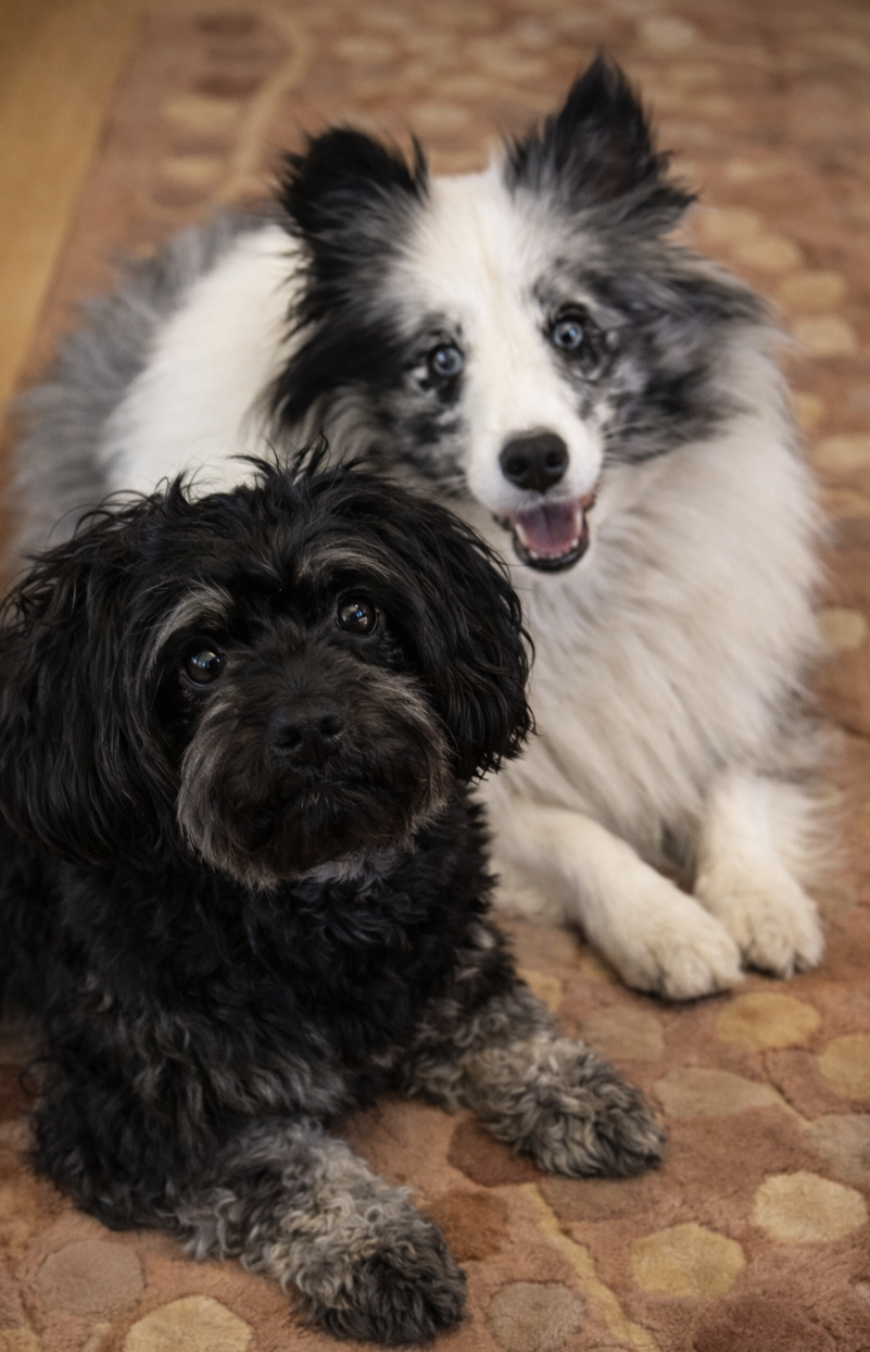 My Human Thinks She’s in Charge